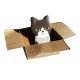 Papeterie mignonne Post it Chat dans un Carton