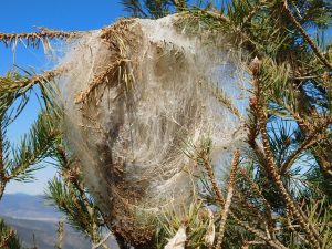 Cocon de chenilles processionnaires