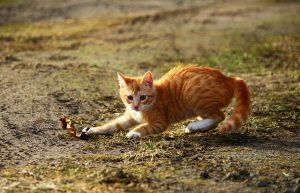 Jeu Chat avec une feuille