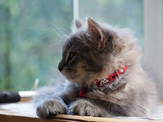 Chaton avec un collier